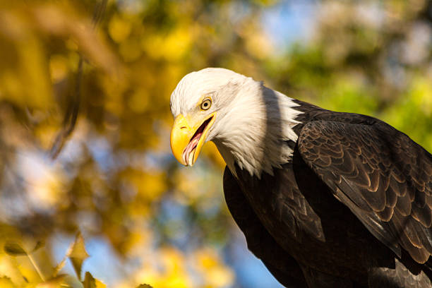 american weißkopfseeadler - white headed eagle stock-fotos und bilder