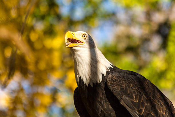 american weißkopfseeadler - white headed eagle stock-fotos und bilder