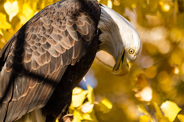 amerykański bielik amerykański - white headed eagle zdjęcia i obrazy z banku zdjęć