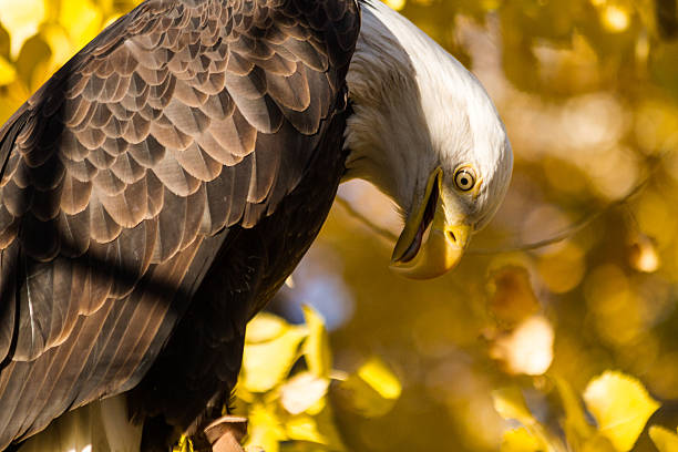 american weißkopfseeadler - white headed eagle stock-fotos und bilder