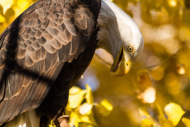 american weißkopfseeadler - white headed eagle stock-fotos und bilder