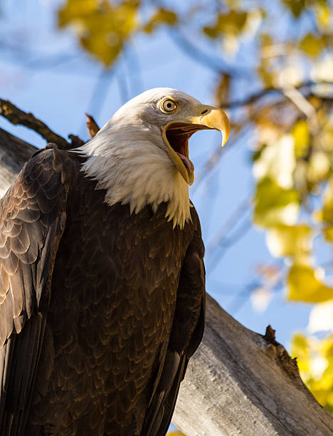 amerykański łysy orzeł - white headed eagle zdjęcia i obrazy z banku zdjęć