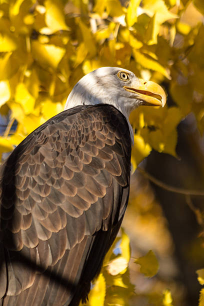 american bald eagle - white headed eagle stock-fotos und bilder