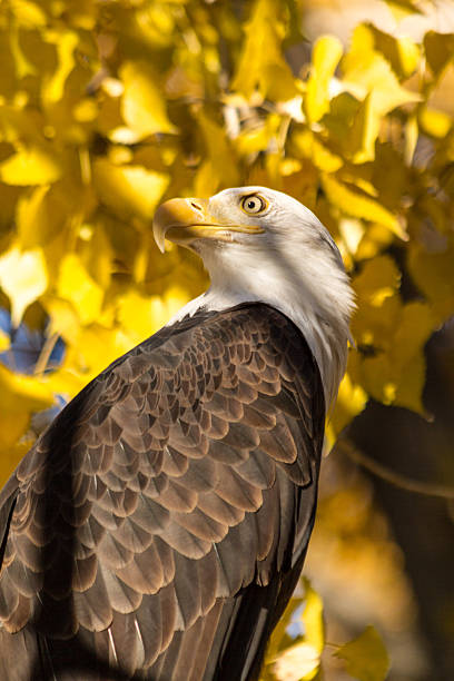 american weißkopfseeadler - white headed eagle stock-fotos und bilder