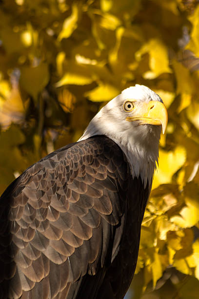 american bald eagle - white headed eagle stock-fotos und bilder