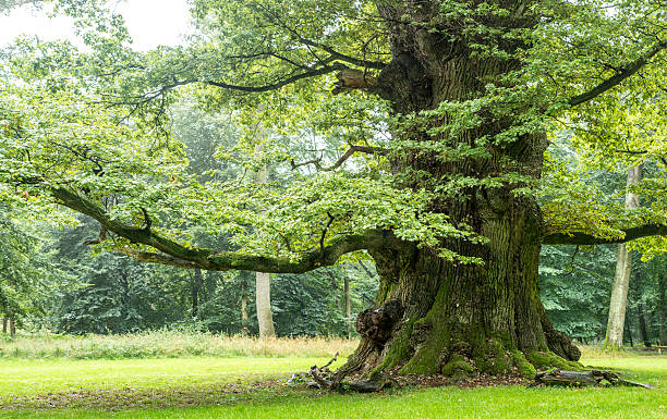istock Thousand year old ancient oak standing in a foggy forest. 510978233