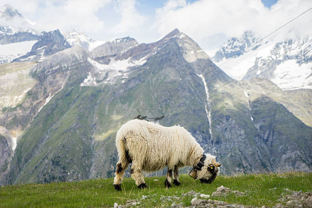 istock Valais Blacknose Sheep in Zermatt, Swiss 510979097