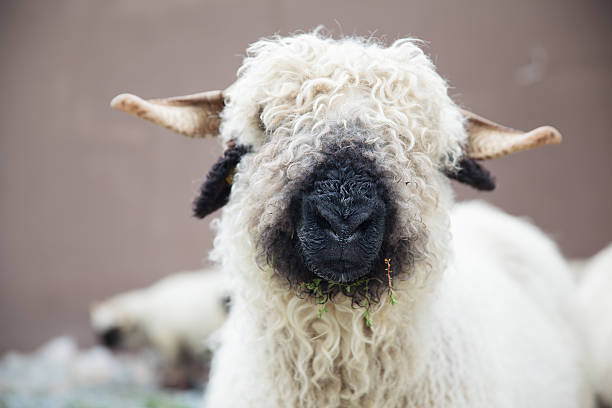 wallis blacknose schafe in zermatt, schweiz - sheep wool meadow pasture stock-fotos und bilder