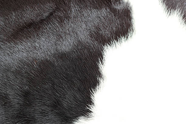 istock white and black background cow fur. 510979995