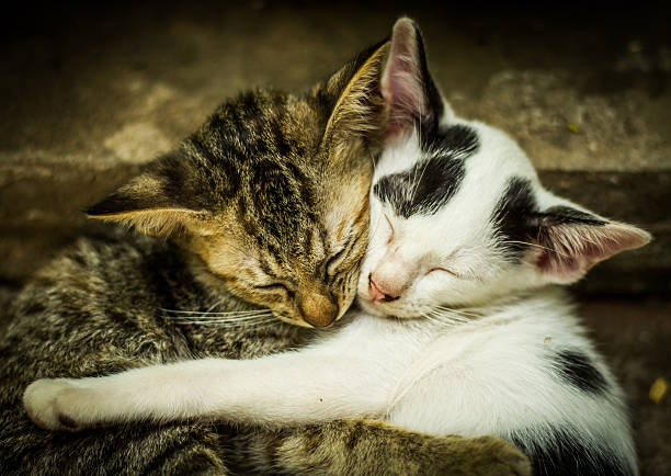 istock Love of cats 510980343