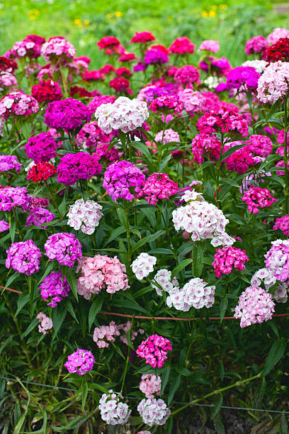 istock Flowerbed of Dianthus 510980463