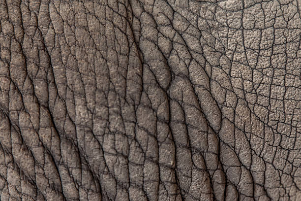 istock Elephant skin 510981215