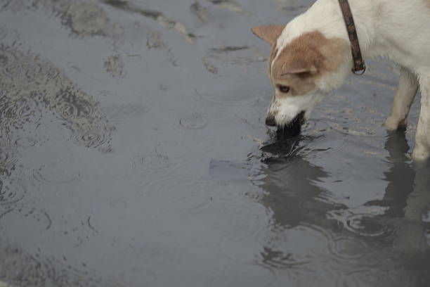 istock Poor Dog & The Flood 510994815
