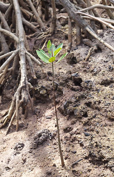 istock Young mangrove trees growing on the tropical seashore 510995257