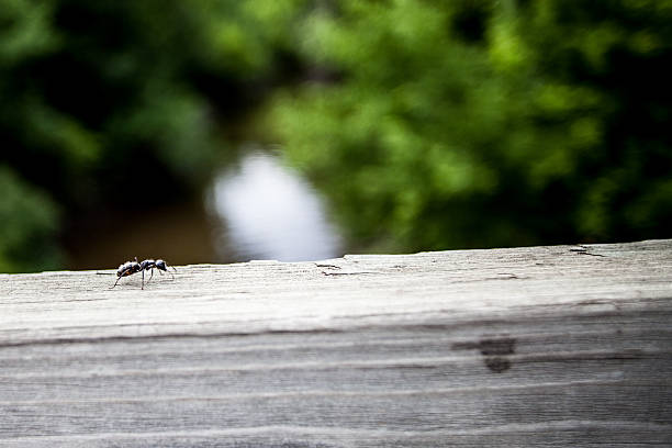 pequeno mas poderoso - ant persistence effort determination - fotografias e filmes do acervo
