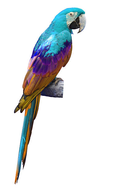 istock blue and yellow macaw 510995681