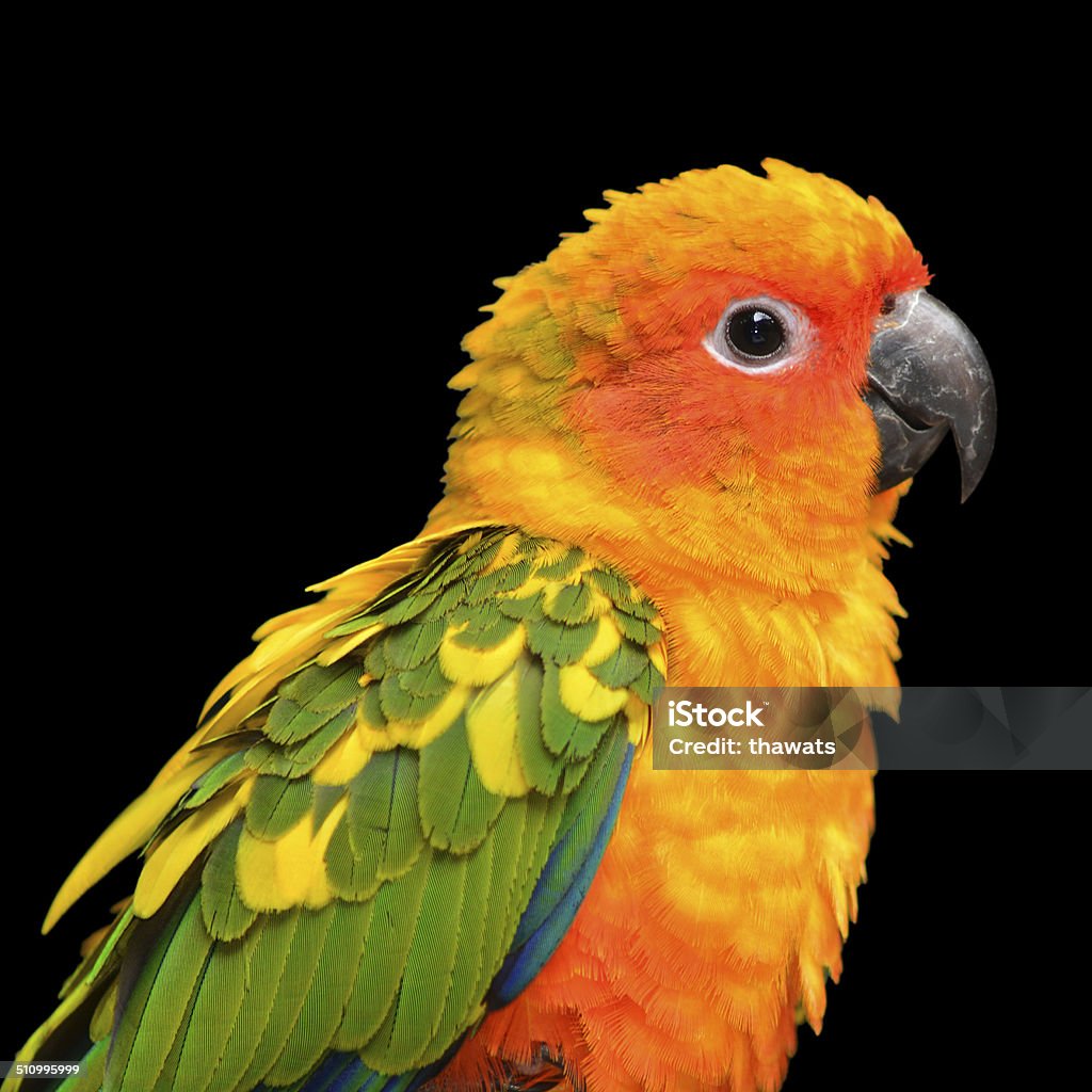 Vẹt Sun Conure: Video có sẵn (100% miễn phí bản quyền) 10894295 |  Shutterstock