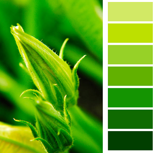 calabacín color verde - squash flower plant single flower fotografías e imágenes de stock
