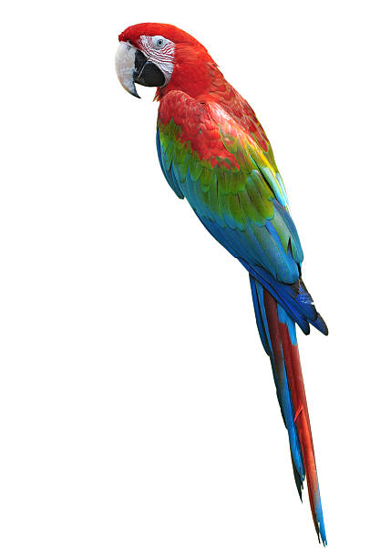 istock red and green macaw 510996317