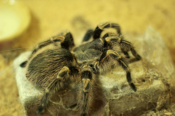 istock Close up of tarantula spider 510996383
