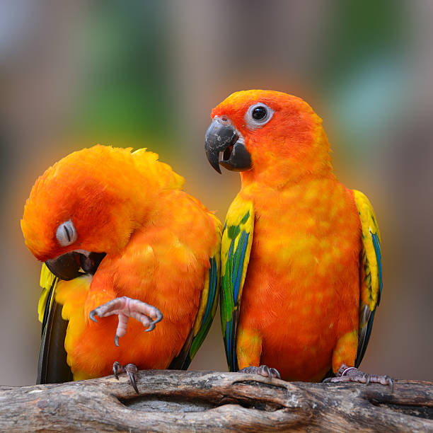 istock Sun Conure parrot bird 510996637