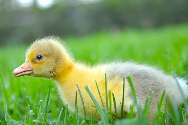istock very cute baby gosling sat on the grass 510996783