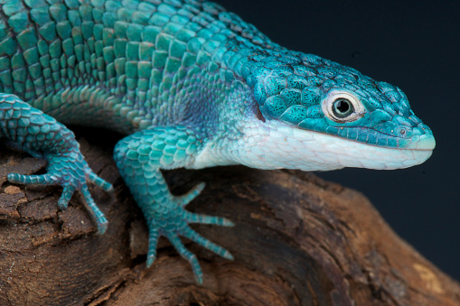 The Blue alligator lizard is a spectacular rare Mexican cloud forest inhabitant.