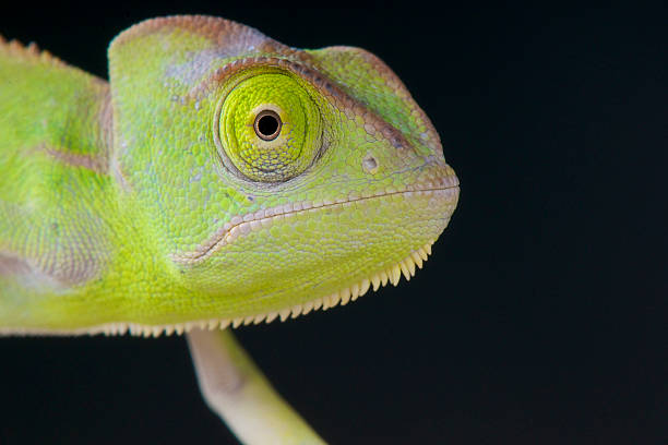 istock Baby Veiled chameleon / Chamaeleo calyptratus 510997189