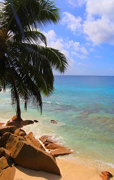 пляж тропического острова, сейшельские острова - island tropical climate travel sand стоковые фото и изображения