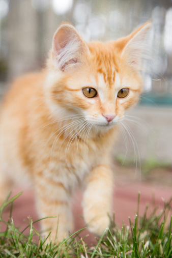Anak Kucing Jahe Lucu Berjalan Di Rumput Foto Stok - Unduh Gambar