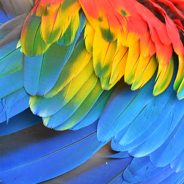 istock Macaw feathers 510999015