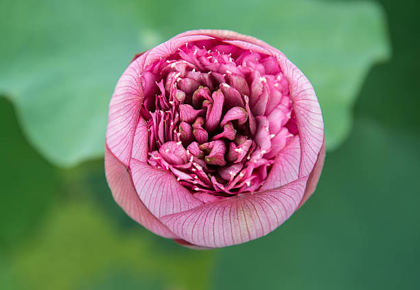 istock blooming lotus flower 510999425