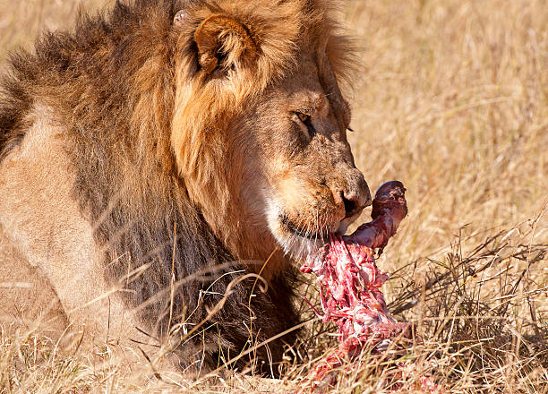 istock Midday feast, Hwange 510999533