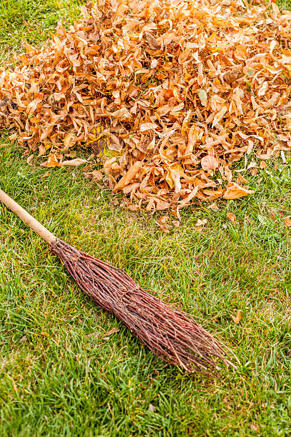 istock Fall clearing - brush and a pile of leaves 511001759