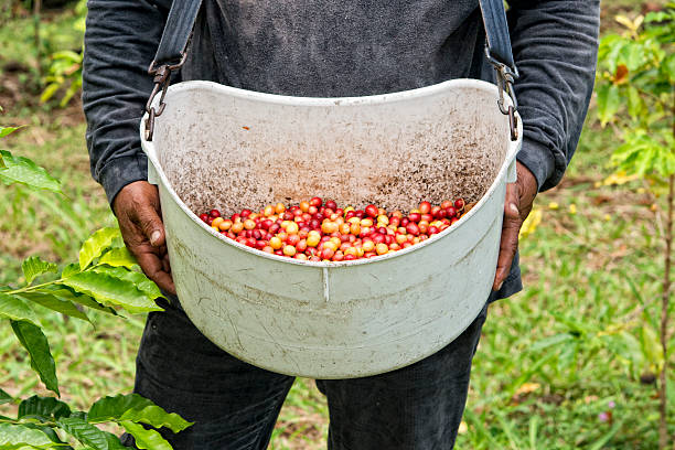 istock Mature coffee seeds on plant ready for hand harvest 511002095