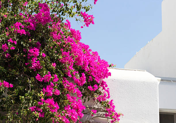 istock Bougainvillea in Mykonos Town, Greece 511002517
