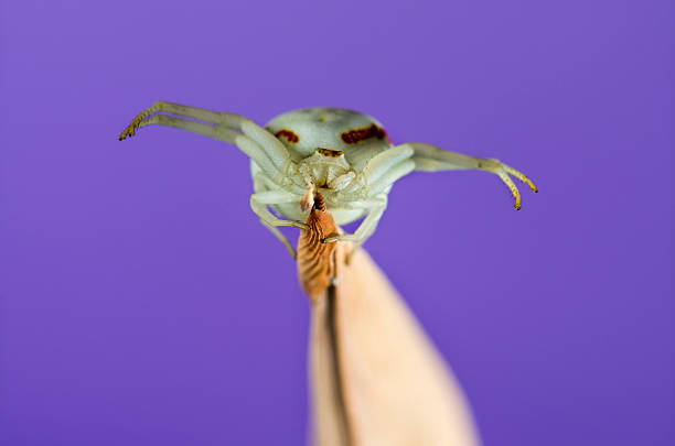Golden Crab Spider, Misumena vatia, on a blade of grass in front of a purple background