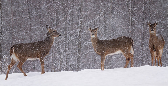Whitetail deer stand alert at forest edge, during snowstorm. Winter in Wisconsin.