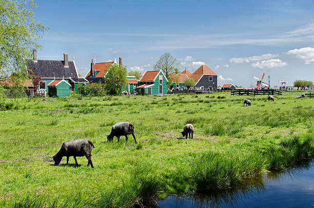 istock Typical buildings and windmills at Zaanse Schans, Amsterdam, Hol 511009720