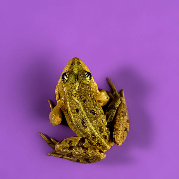 Single green plastic frog with a happy expression