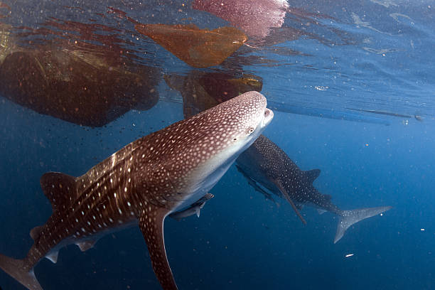 istock Whale Shark coming to you underwater 511010740