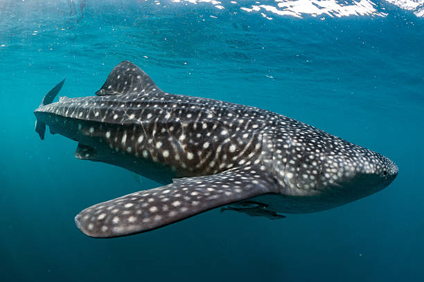 istock Whale Shark coming to you underwater 511010802