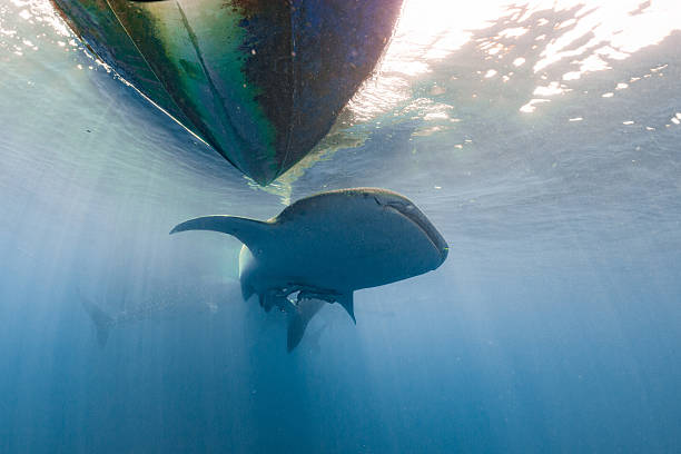 istock Whale Shark coming to you underwater 511010862