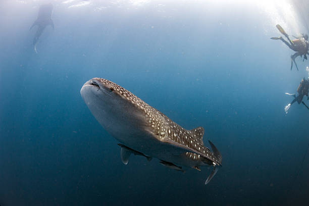 istock Whale Shark coming to you underwater 511010992