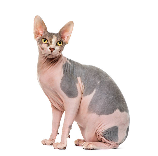Sphynx (1 year old ) Sphynx (1 year old) sphynx hairless cat stock pictures, royalty-free photos & images