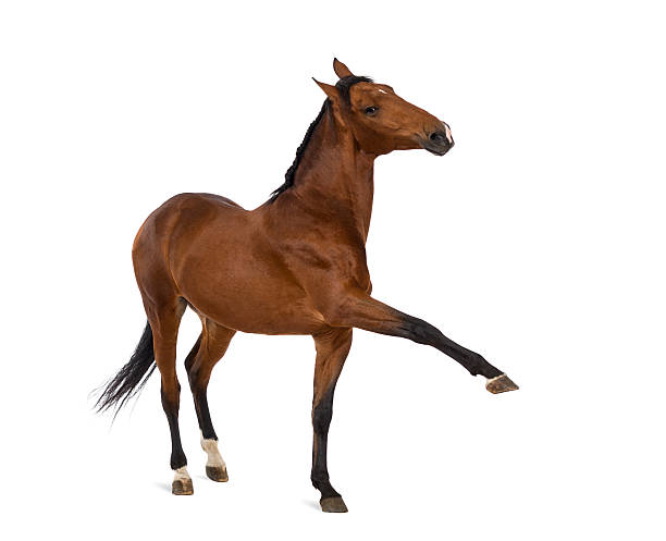 istock Andalusian horse with a leg up 511012120