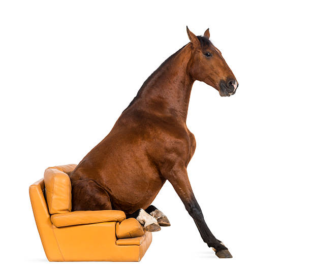 istock Andalusian horse sitting on an armchair 511012254