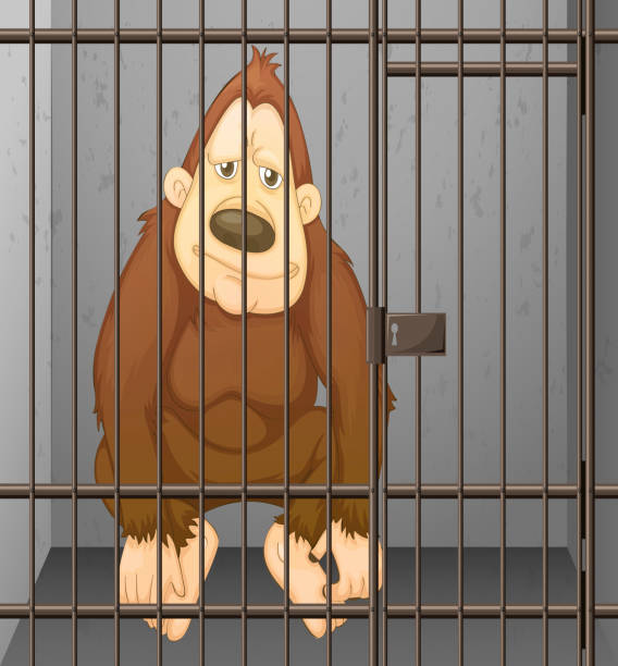 Chimp Restraints 20+ Chimp Cage Stock Illustrations, Royalty-Free Vector Graphics & Clip ...
