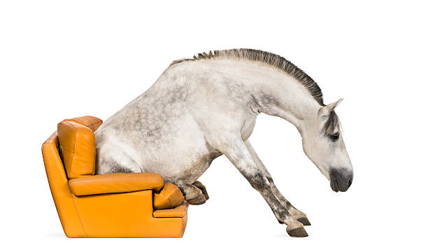 istock Andalusian horse sitting on an armchair 511012650