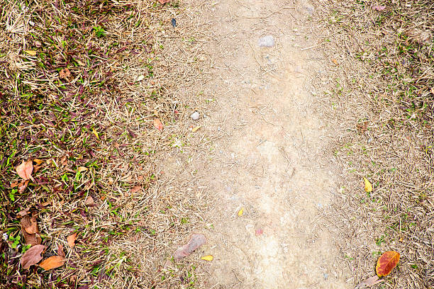Close up dry grass on ground,Nature texture background.